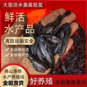 广东塘鲺鱼苗养殖基地出售 港明水产淡水鱼苗 塘角鱼苗供应
