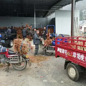 脆红李子苗_脆红李子苗批发_脆红李子苗产地货源