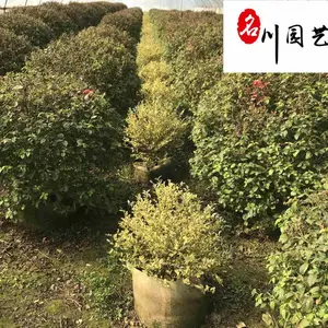 基地供应优质五色梅球 四季常绿花期长 成都五色梅球价格报价 四川五色梅球基地