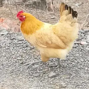������-���ϲݼ�-��������-��������-������ҵ