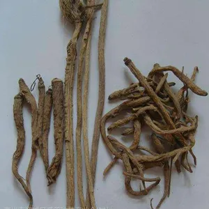 防风种子厂家直销