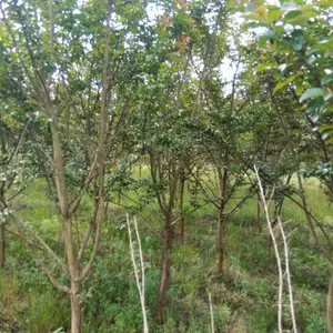 出售D7公分紫薇300棵,%D5-D8公分紫薇,&江西紫薇基地