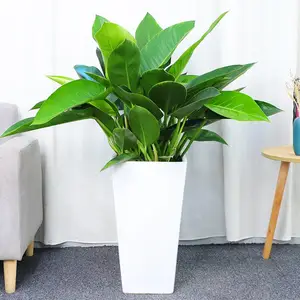金钻王的叶子较宽肥厚,可以净化居室环境。在家中摆放***王办公环境绿化盆栽 武汉同城租摆业务 植物金钻