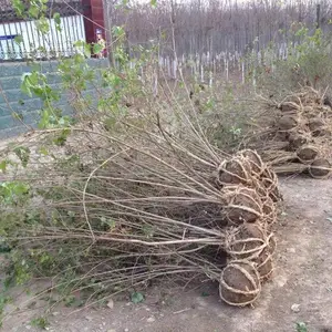 ��ɫϵǾޱ���¼� �̻��ð��ɻ� ����ľ���������̶� ��ľ����ѡǬ��