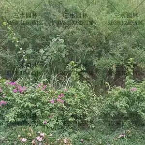 �㶫���������������ѻ��ѺͲ��ֻ��ֵģ�