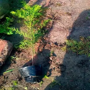 �����춹ɼ�� �Ѳ��춹ɼ���� Ǥ��춹ɼ��۸� ������������