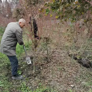 ���ݺ���̻�������ľ���� ����ֱ���ձ���� ������� �й����
