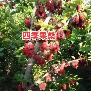 供应桑苗