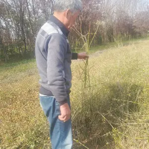 陕西周至直供营养钵 / 营养杯 / 容器苗迎春花 早春观花绿化苗 现货批发