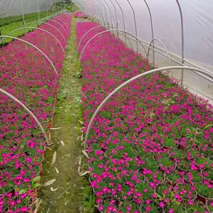 批发欧石竹工程苗 岩石园缀花材料 耐旱耐寒易养护 带营养杯易成活