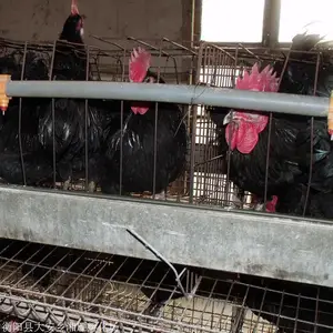 青壳蛋鸡苗价格量大批发黑羽高产绿壳蛋鸡苗年产300枚