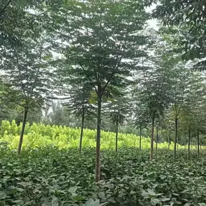山东邹平二乔苦楝树苗基地供应10公分苦楝树苗厂家苗木供应商3-8公分苦楝树苗产地报价