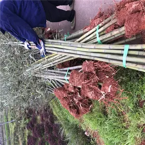 广东湛江春鹃小苗厂里恭请惠顾