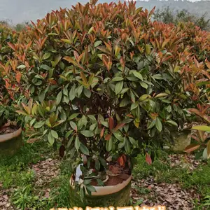 福建绿化红花继木球 大量种植福建漳州红花继木球漳州红花继木球基地叶子花球***价格