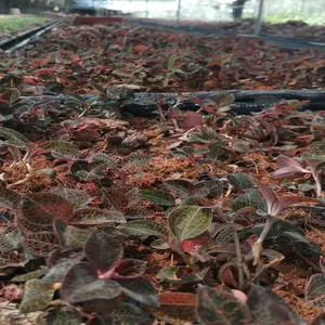 金线莲 金线莲瓶苗 广西厂家直销