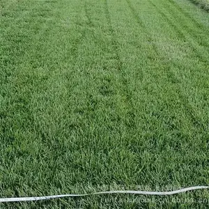 ��ƺ������ƺ ����Ҷ��Ƥ�� ��԰�����꣩����