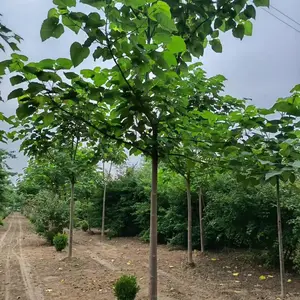 山西大同左云 紫花泡桐树基地批发供应3公分泡桐树苗厂家胸径6公分泡桐产地
