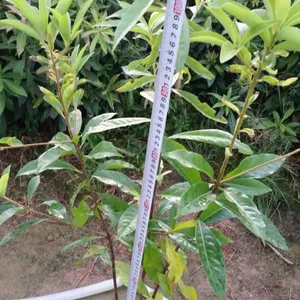 木荷在生态造林防火工程中的重要性