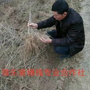 安康高速紫穗槐价格推荐货源-龙博紫穗槐