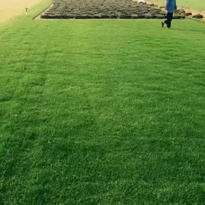 栾城草坪|早熟禾草坪铺设|草坪***