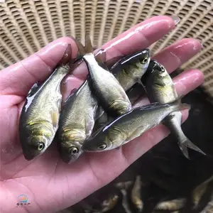 �ͻ���������ͷ���� ��ˮ��ֳʳ���ͺ���������