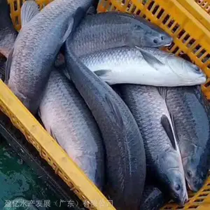 淮北田螺青鱼苗 淡水黑鲩鱼苗 厂家批发 盈亿水产