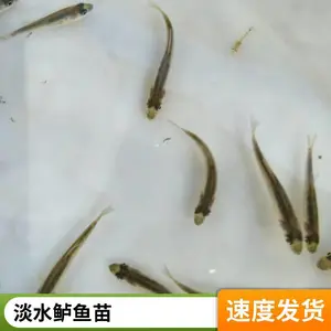 批发鲈鱼苗 提供技术支持 喂养成本低 种源优 无害病