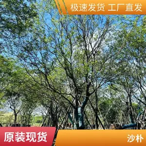 ֦��Ҷï 60-90�������Դ������� ������·�̻�������ֲ��