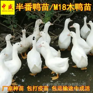 正宗广西大种一点黑肉鸭半番鸭苗价格活体养殖假西洋鸭M18骡鸭苗批发免运费
