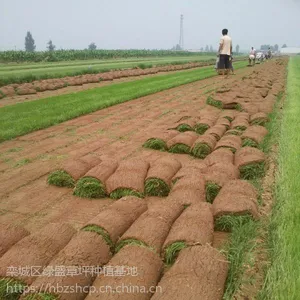 栾城的混播草坪怎么卖?