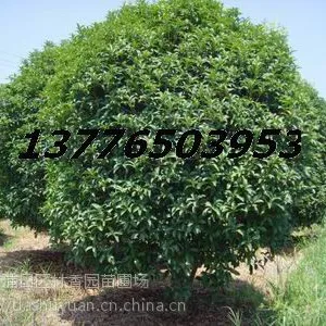 12,13,15公分桂花树价格(莲子桂)