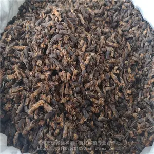 野生蝼蛄***格 蝼蛄的功效 蝼蛄干品