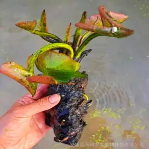 天利睡莲苗,适合河道睡莲种植,东北寒冷地区睡莲种苗