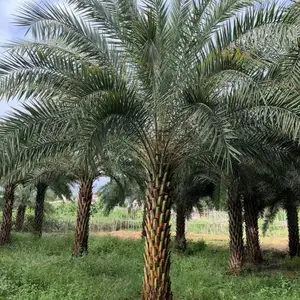 中东海枣银海枣园林绿化树棕榈树漳州种植基地苗农出售