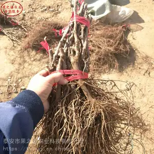 ��������ء��޷������硢�ĺ������綨������