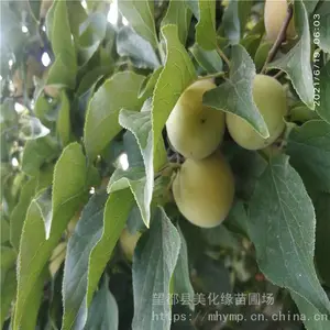 ����Ե ��÷�۸� ÷�ӹ� �����ȫ