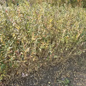 水腊 小区公园庭院绿化种植 市政园林绿化观赏苗木