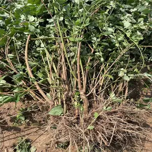 哪里有卖连翘苗 山西药用连翘苗 一年大果连翘苗各种规格齐全