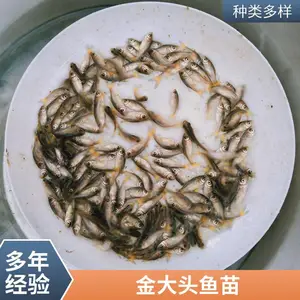 ����˹���ͷ���� �������� �������� �������� ��˿�����缼��ָ��