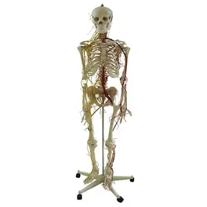 ҽ�� �����������������������ϵģ�� BIX-1005-6