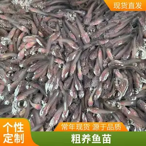 港发 塘鲺鱼苗 塘角鱼苗杂食不挑料 剩饭麦麸豆饼均可作为饵料