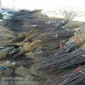 供应商推出花椒苗新品种 花椒苗新品上市