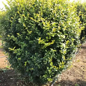 金叶女贞基地自产批量种植 各种规格
