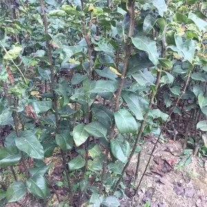山东临沂梨树原生苗 嫁接苗***格 销售中心 0.5-8公分