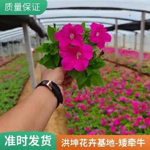 ��ǣţ ���ع��� ����Ʒ�� ���ܻ������� ������������ ��ɫǣţ��