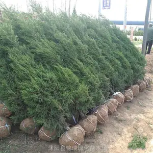 �Ĵ��̻����ش������� Բ������ ���ڹ�Ĺ��԰ ��·������̻�