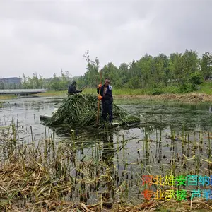 承接河道芦苇收割 公园芦苇收割 湿地芦苇收割 专业的活找专业团队