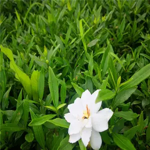 湖南邵阳杜鹃小苗厂家榜上有名