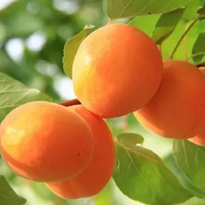 ������ɳ������� ɳ��������� ������
