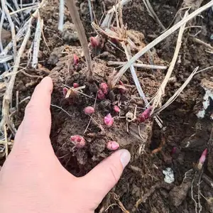 完整根系白芍种芽